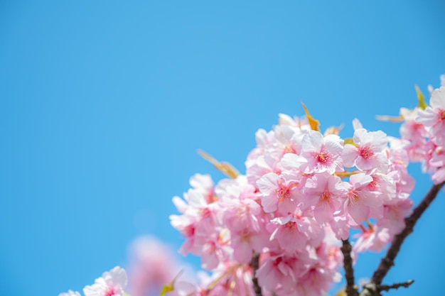 Soft and vivid Japanese cherry blossoms and blue sky