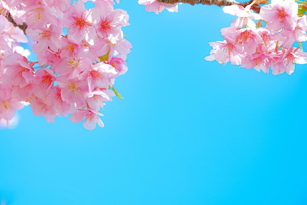 Soft and vivid Japanese cherry blossoms and blue sky