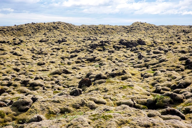 Soft volcanic moss in Iceland