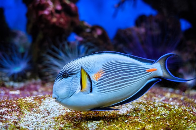 Sohal surgeonfish underwater