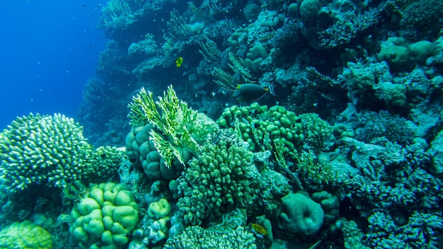 Sohal Tang (Acanthurus sohal) surgeonfish in red sea.