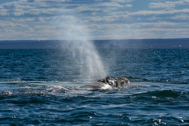 Sohutern right whale breathing in the surface Peninsula Valdes Unesco World Heritage Site PatagoniaArgentina