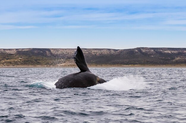 Sohutern right whale jumping endangered species PatagoniaArgentina