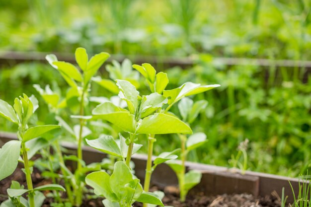 In the soil green pea sprout shoots.Green shoots in the garden. Seedling growing out of dark compost soil in a real garden, in the early spring. Shows bright green and stems.