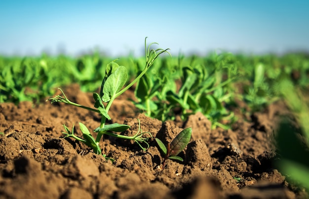 In the soil green pea sprout shoots. Green shoots in the garden. Vegetable pea in the field. Flowering legumes. Cultivation