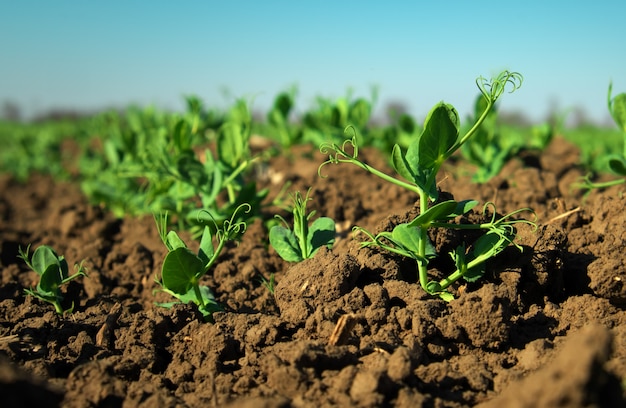 In the soil green pea sprout shoots. Green shoots in the garden. Vegetable pea in the field. Flowering legumes. Cultivation