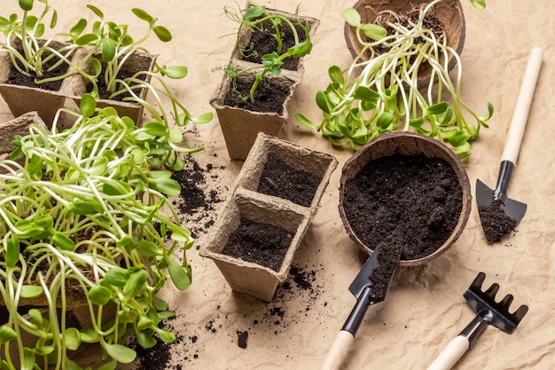 Soil in paper containers Seedlings of sunflower and peas