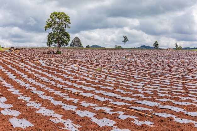 Soil preparation and growing crops