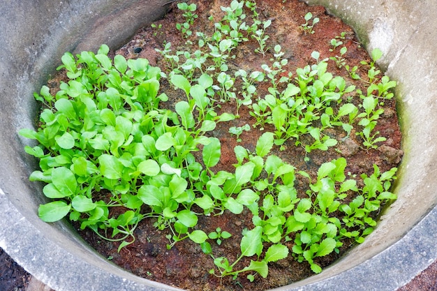 Soil vegetable garden mustard greens lettuce vegetable gardening with mustard greens leaf fresh vegetable planting on ground in the backyard garden eco friendly gardening nature vegetable farm