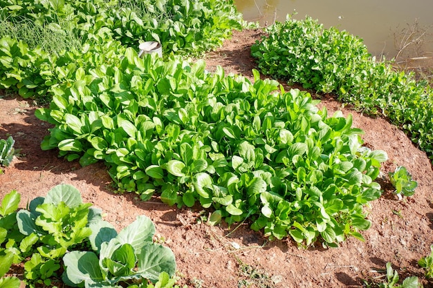 Soil vegetable garden mustard greens lettuce vegetable gardening with mustard greens leaf fresh vegetable planting on ground in the backyard garden eco friendly gardening nature vegetable farm