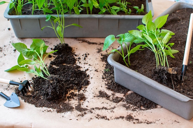 Soil with a young plant seedlings Healthy organic food concept Seedling green plant of pepper