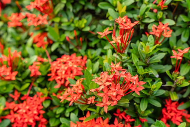 The Soka flower plant or red Ixora chinensis commonly known as Chinese ixora flowers petal