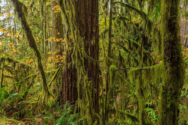 Sol Duc  Olympic National Park USA