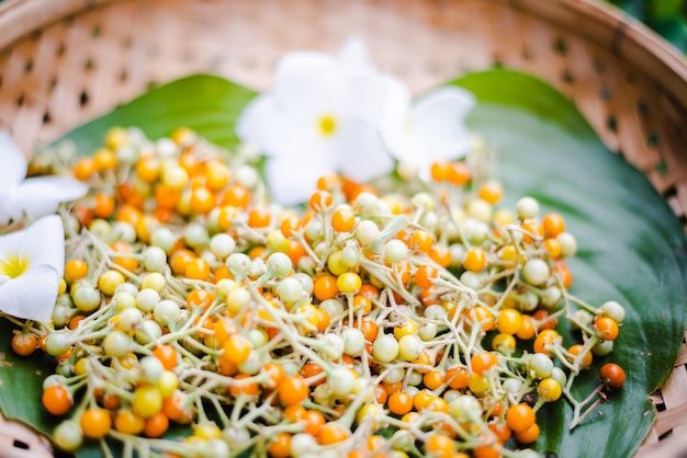 Solanum incanum dry in basket