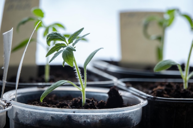 Solanum lycopersicum tomato seedlings grow in a pot at home on window