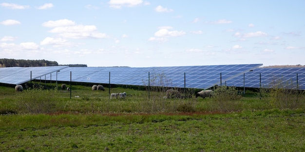 Solar panel produces green environmentally friendly energy with sheep