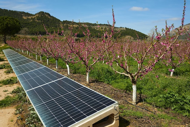 Solar panels in a flowerfilled field under the sky