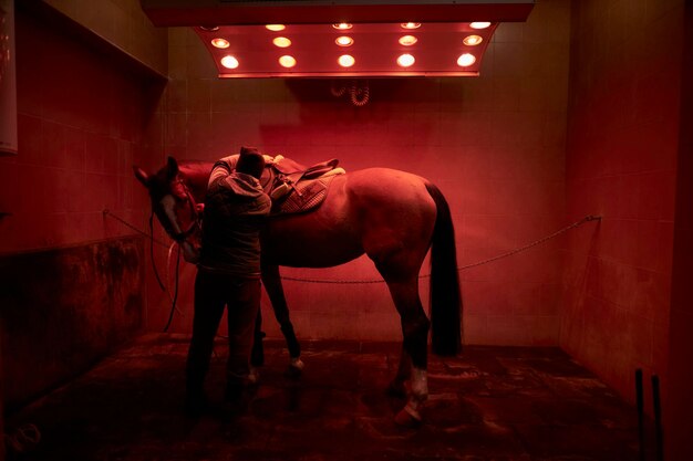 solarium for horses horse dry in the solarium Brown horse under a stall solarium warming up