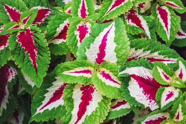 Solenostemon or Coleus Plectranthus scutellarioides cultivated for variegated leaves