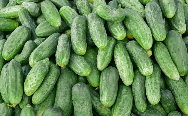 Solid background of fresh ripe and natural cucumbers.