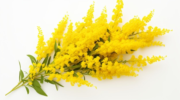 Solidago Closeup on white background