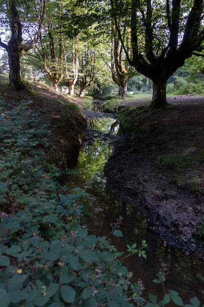 Solitary beech forest in northern Spain with river crossing