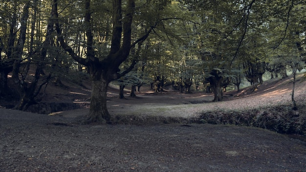 Solitary beech forest in northern Spain