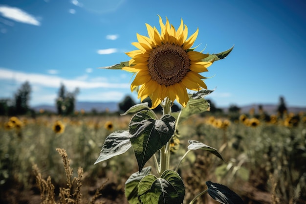 Solitary golden sunflower stands out on a blue field generative IA