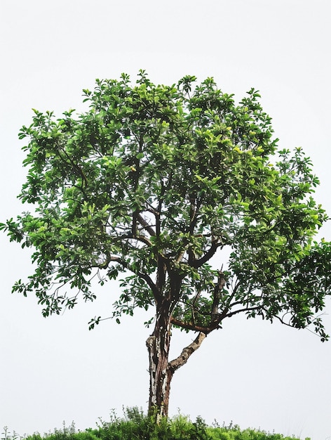 Solitary Green Tree on Hilltop Against White Background Nature and Serenity