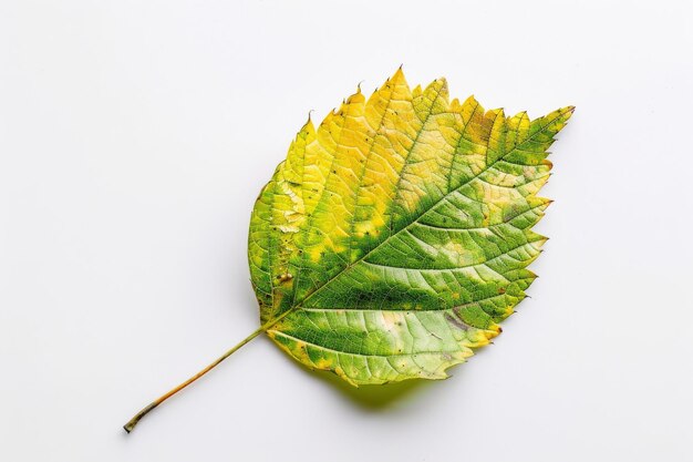 Solitary Leaf Presented On White Background