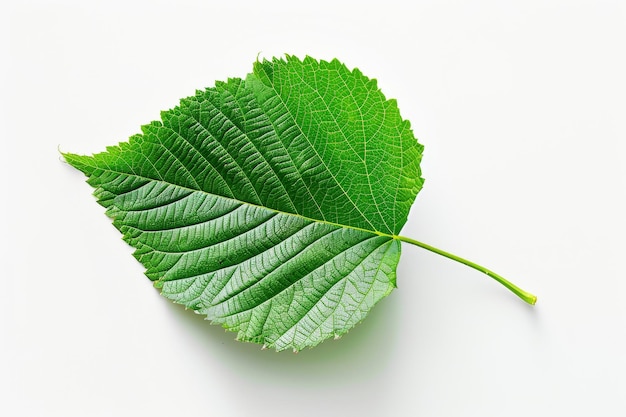 Solitary Leaf On White Background