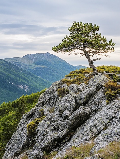 Photo solitary pine tree on rocky mountain landscape with dramatic sky