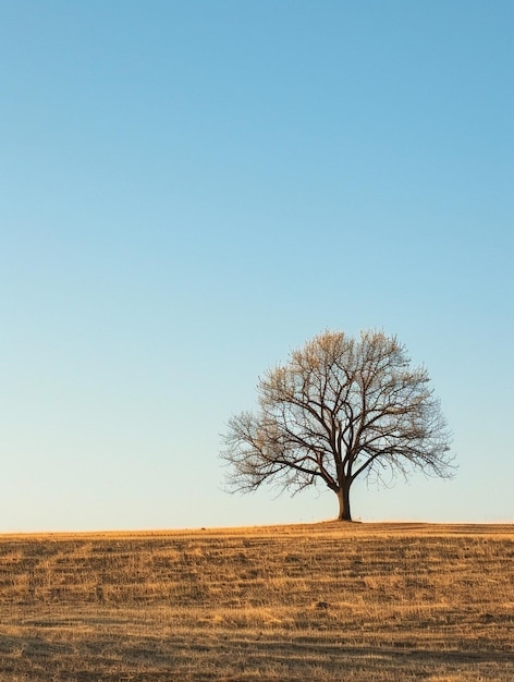 Solitary Tree on Golden Field Under Clear Blue Sky