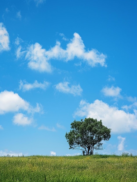 Photo solitary tree on green hill under blue sky with fluffy clouds