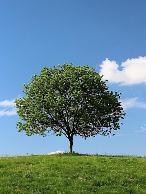 Solitary Tree on Green Hill Under Blue Sky