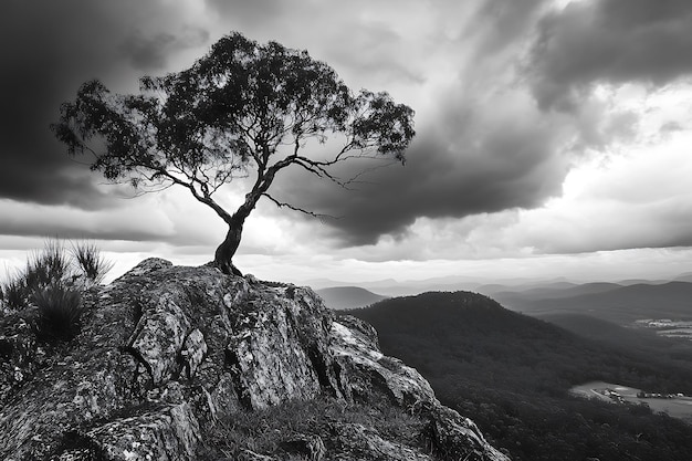 Solitary Tree on a Rocky Clifftop with Dramatic Cloudy Sky