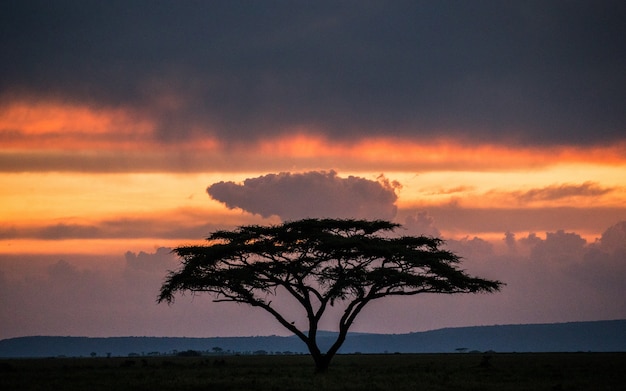 Solitary tree in the savanna against a background of a stunning sunset. Classic African sunset. East Africa.