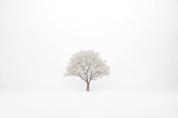 Photo solitary tree in a winter wonderland