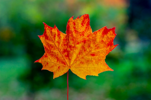 Solo red orange maple leaf. Autumn concept.