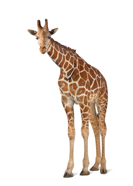 Somali Giraffe, commonly known as Reticulated Giraffe, Giraffa camelopardalis reticulata, 2 and a half years old standing against white surface