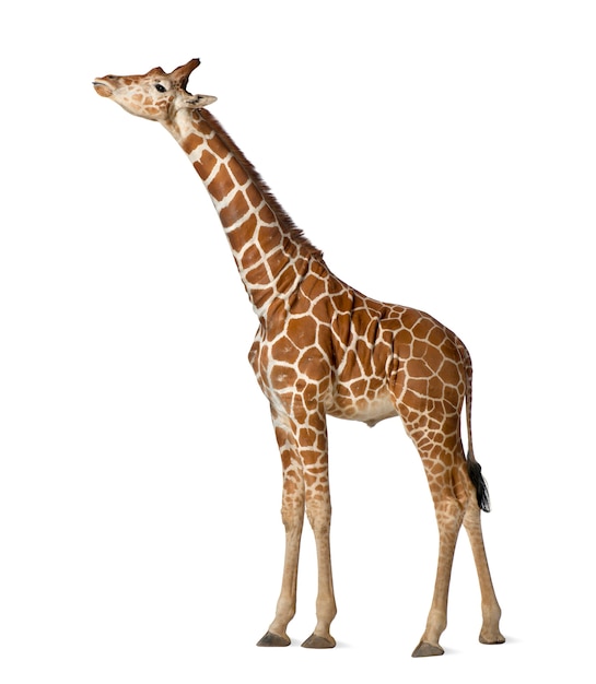 Somali Giraffe, commonly known as Reticulated Giraffe, Giraffa camelopardalis reticulata, 2 and a half years old standing against white surface