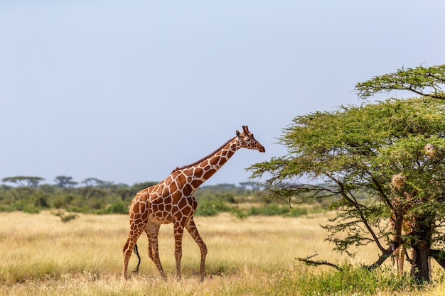 Somalia giraffes eat the leaves of acacia trees