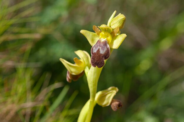 Sombre beeorchid or dark beeorchid Ophrys fusca bilunulata Malaga Spain