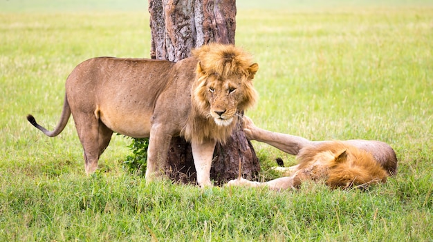 Some big lions show their emotions to each other in the savanna of Kenya