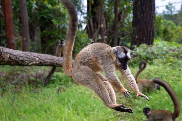 Some Brown lemurs play in the meadow and a tree trunk and are waiting for the visitors