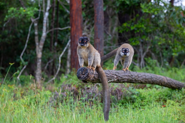 Some Brown lemurs play in the meadow and a tree trunk and are waiting for the visitors