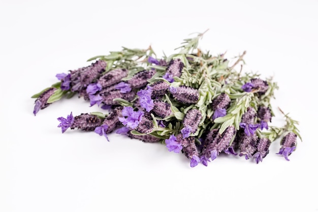 Some flowers of Lavandula stoechas, Spanish lavender, on a white background