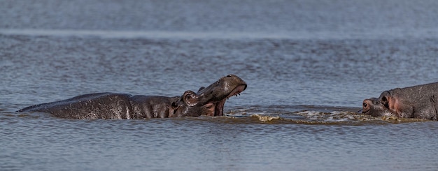 Some Hippos Hippopotamus Amphibius in the Kruger National Park