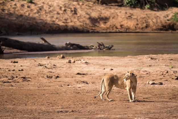 Photo some lions walk along the bank of a river