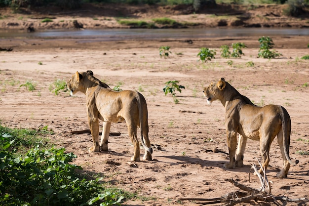 Some lions walk along the banks of a river